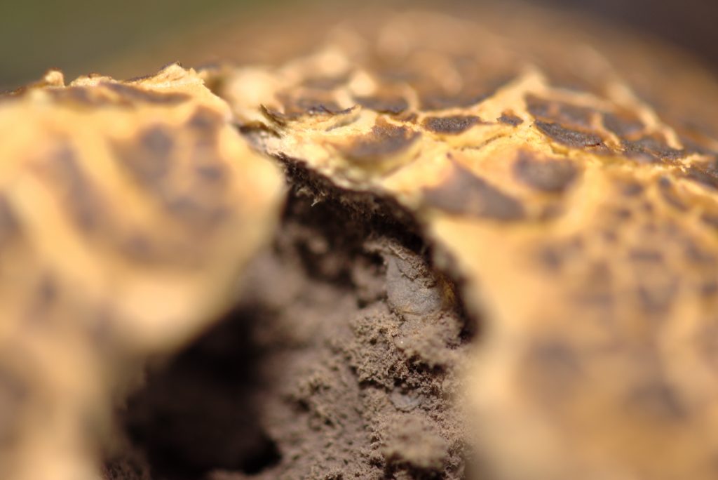 Svamp som er sprunget åben