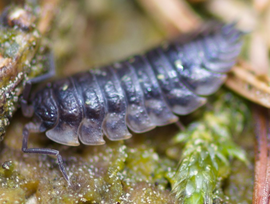 Nærbillede af bænkebider